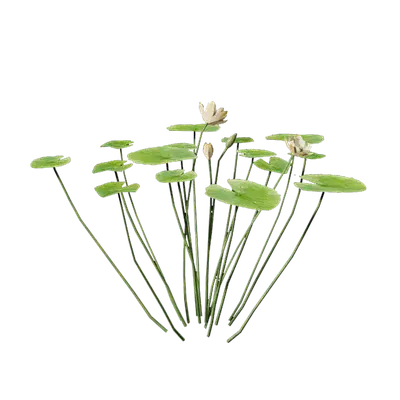 Nymphaea Yellow 05 3d model
