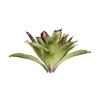 Cryptanthus acaulis 07