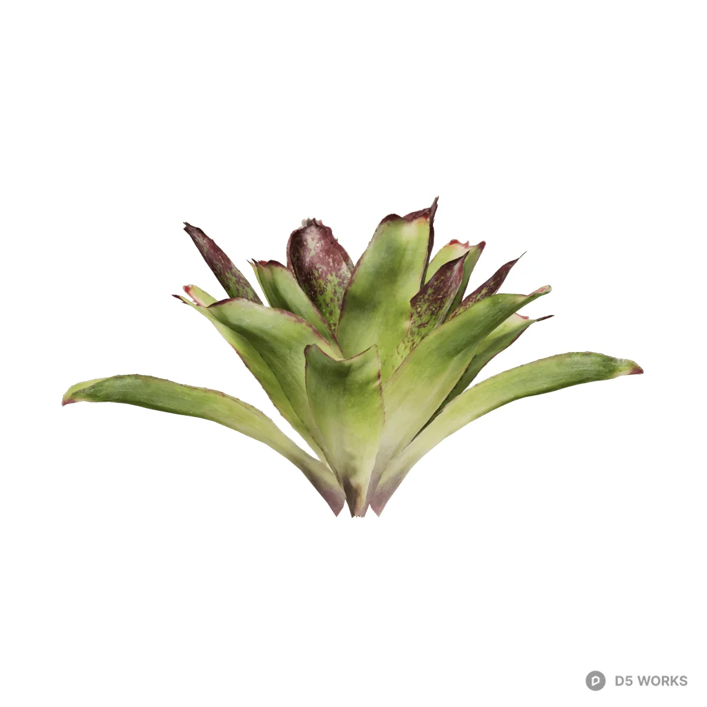 Cryptanthus acaulis 07 3d model - Image 1