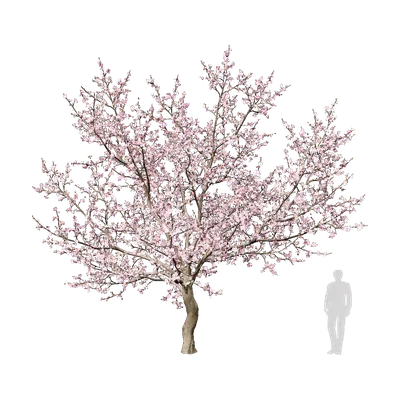 Prunus dulcis 01 3d model