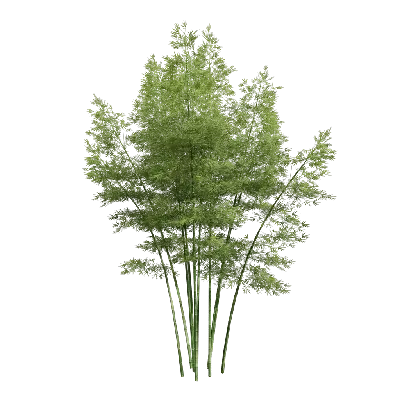 Low poly Bambusoideae 10 3d model