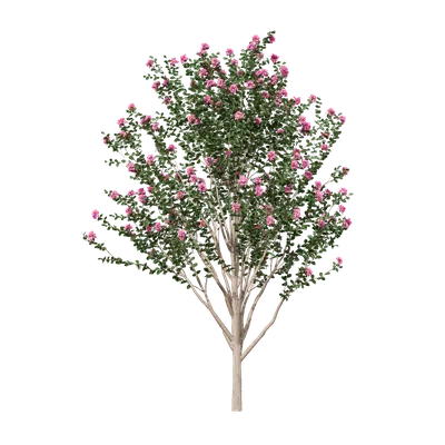 Lagerstroemia indica 12