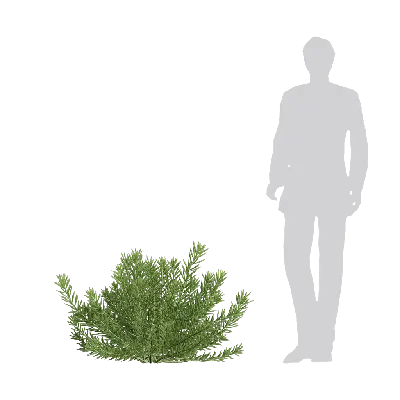 Sedum erythrospermum 10