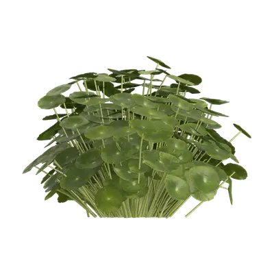 Hydrocotyle vulgaris 06