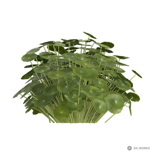 Hydrocotyle vulgaris 06 3d model - Image 1
