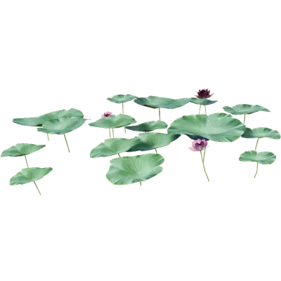 Nelumbo nucifera 3d model