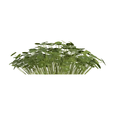 Hydrocotyle vulgaris 01