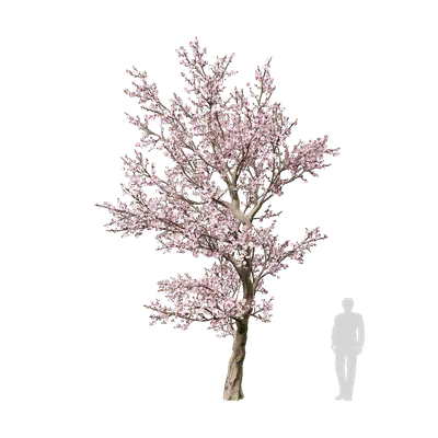 Prunus dulcis 05