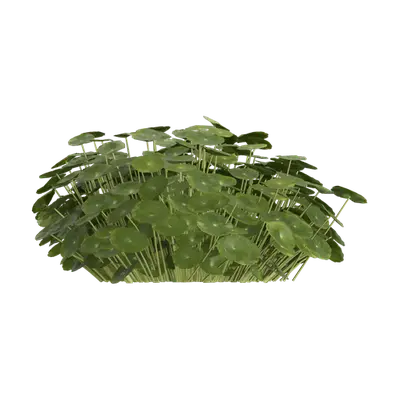 Hydrocotyle vulgaris 03