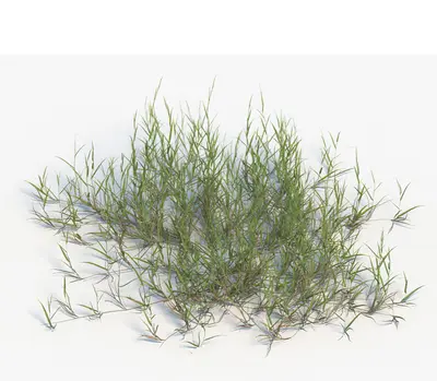 Ground Cover Grass 3d model