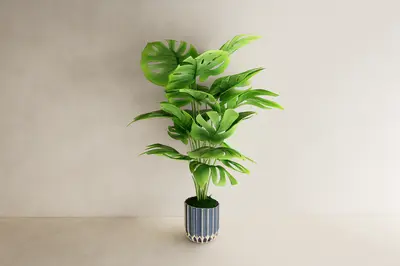 Monstera Plant In Striped Ceramic Pot 3d model