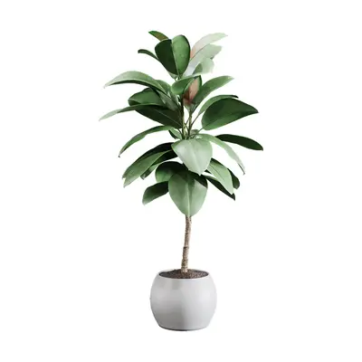Potted Plant