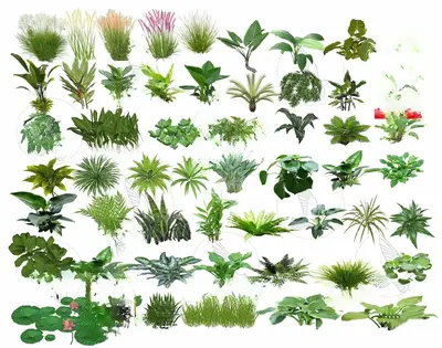 Modern Aquatic Plants