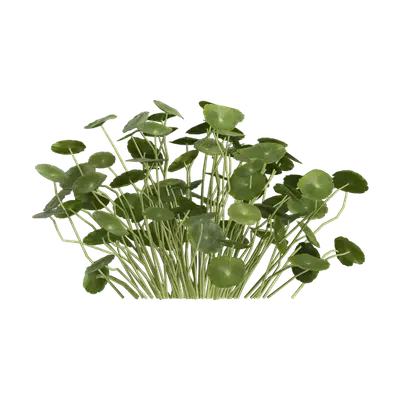 Hydrocotyle vulgaris 04