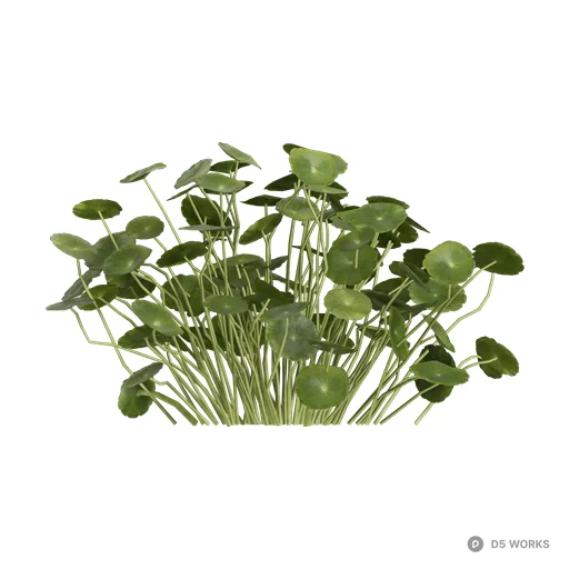 Hydrocotyle vulgaris 04 3d model - Image 1