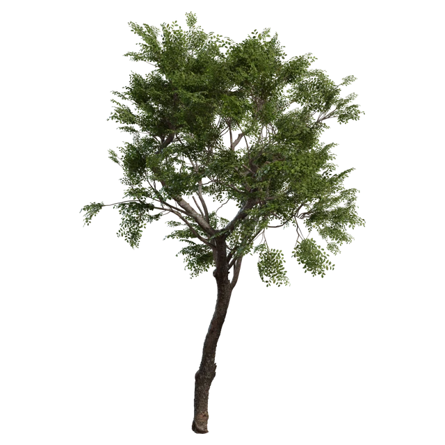 Realistic Green Foliage Deciduous Tree 3d model