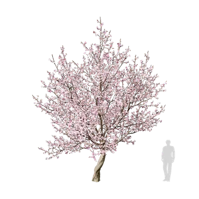 Prunus dulcis 03 3d model