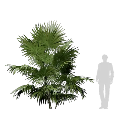 Rhapis robusta burret 02 3d model