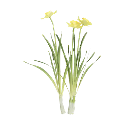 Narcissus pseudonarcissus 03