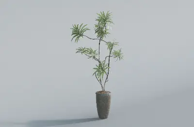 Minimalist Potted Dracaena Plant 3d model