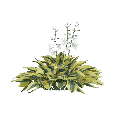 Hosta plantaginea 43