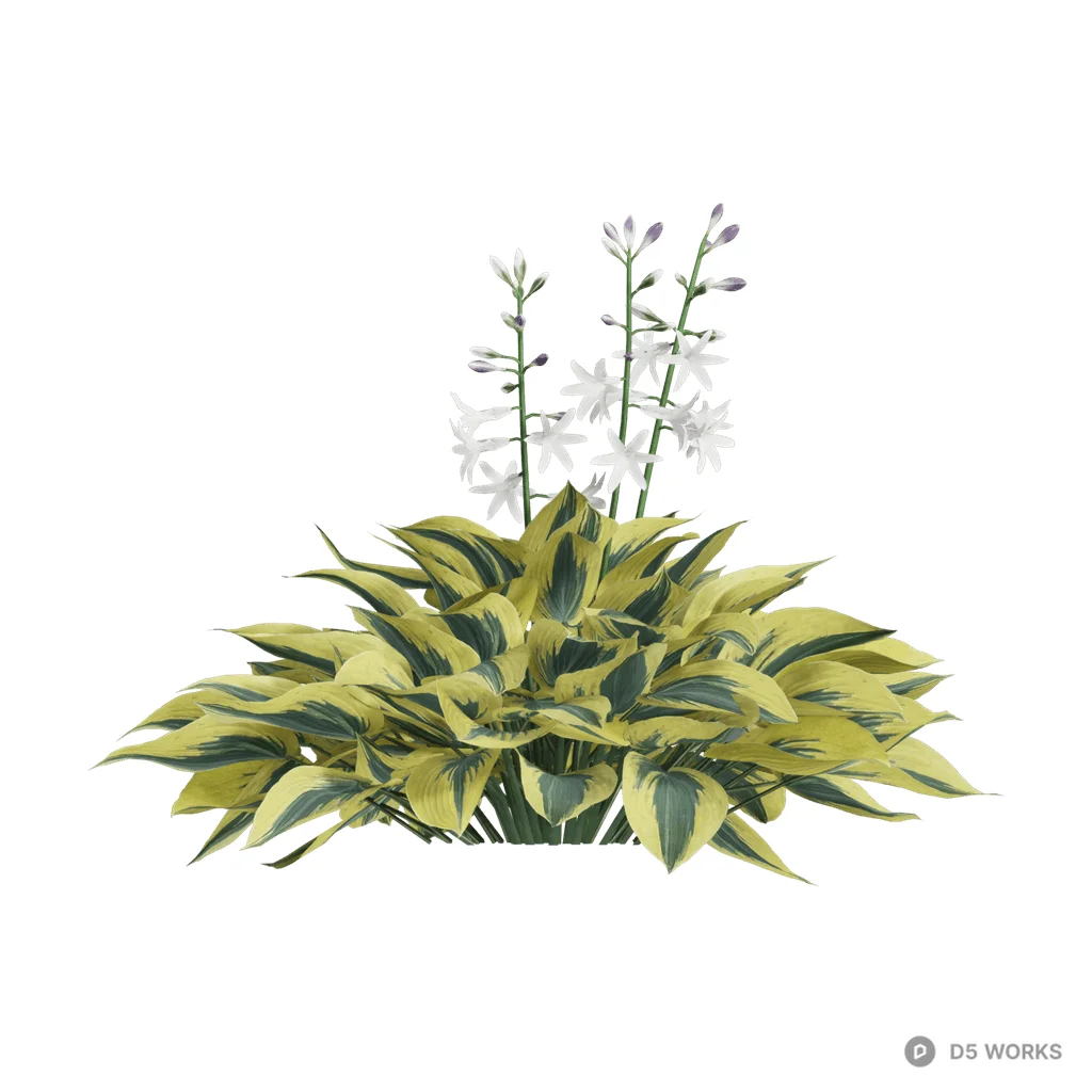 Hosta plantaginea 43 3d model - Image 1