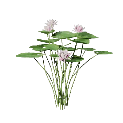 Nymphaea tetragona 05 3d model