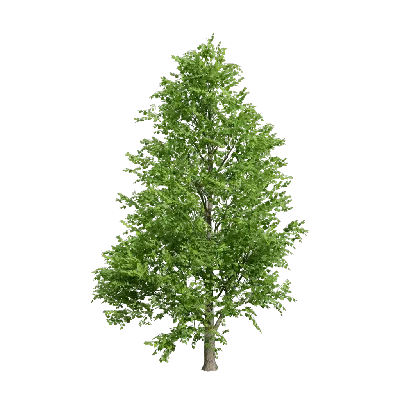 Low poly Populus nigra 05 3d model