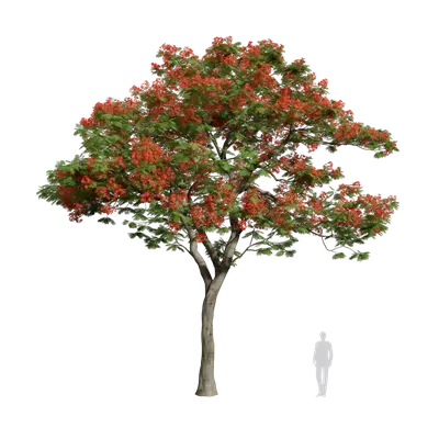 Delonix regia 12 3d model