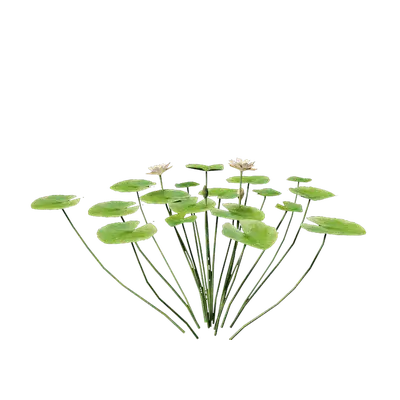 Nymphaea Yellow 03 3d model