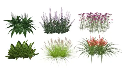 Herbaceous Plants