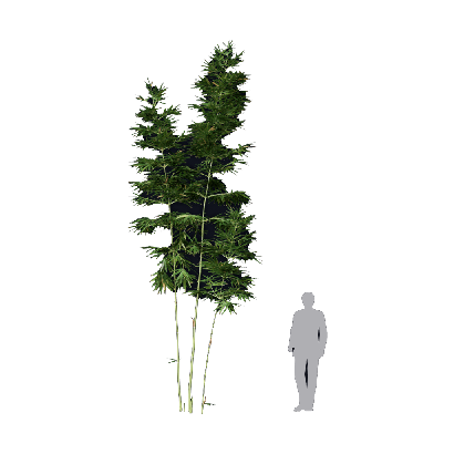 Bamboo Bambusa boniopsis 09