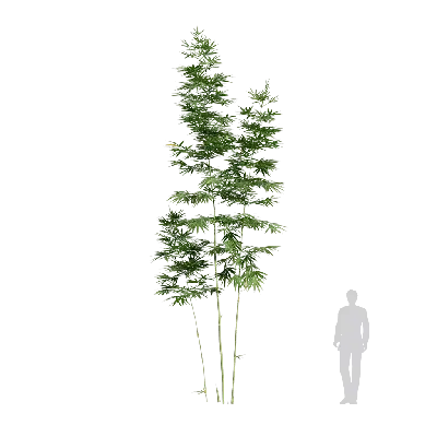 Bambusa boniopsis 09