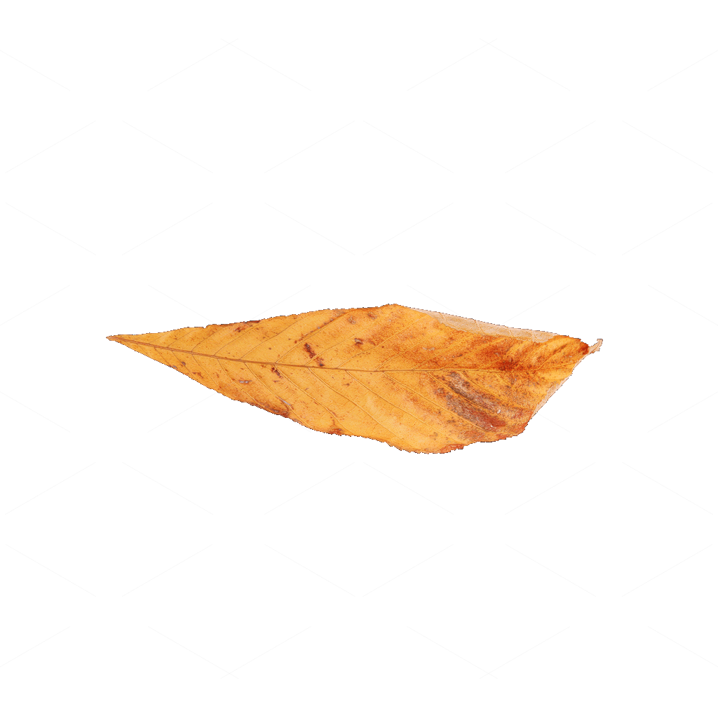Other Botanicals 3D Models