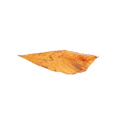 Other Plants leaf 68 