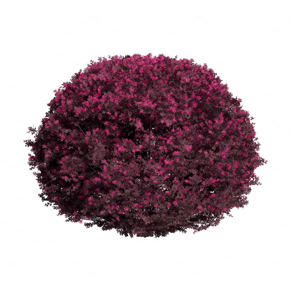 Shrubs 3D Models