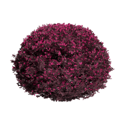 Shrub Loropetalum chinense 10