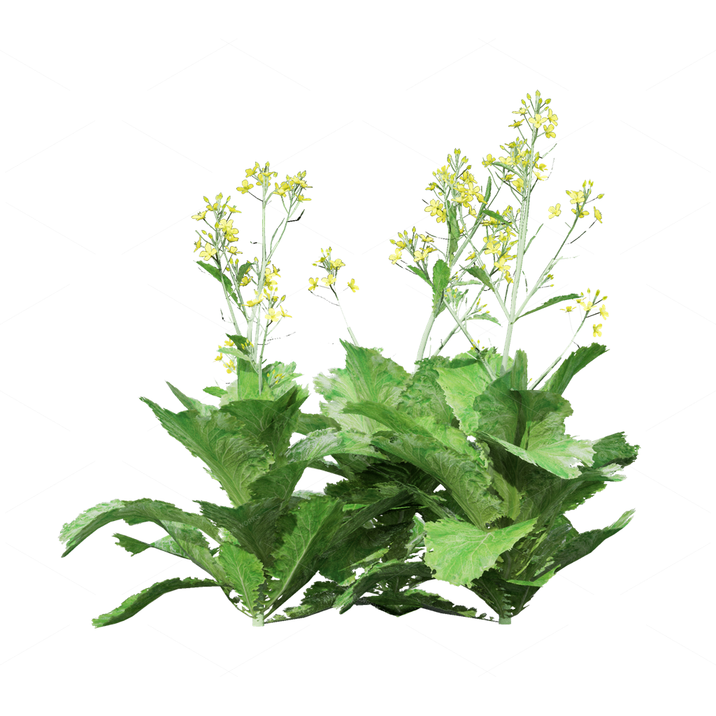 Crops 3D Models