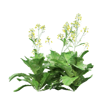 Crops Brassica juncea 05