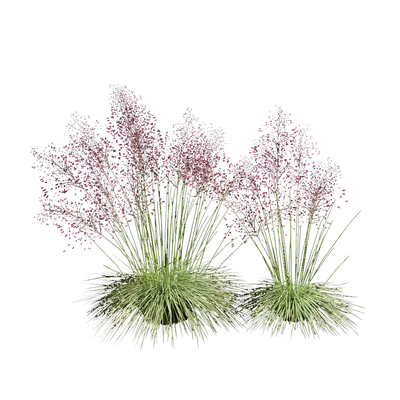 Muhlenbergia capillaris 02