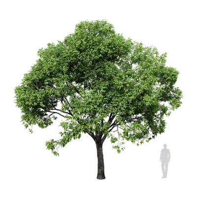 Cinnamomum camphora 04 3d model