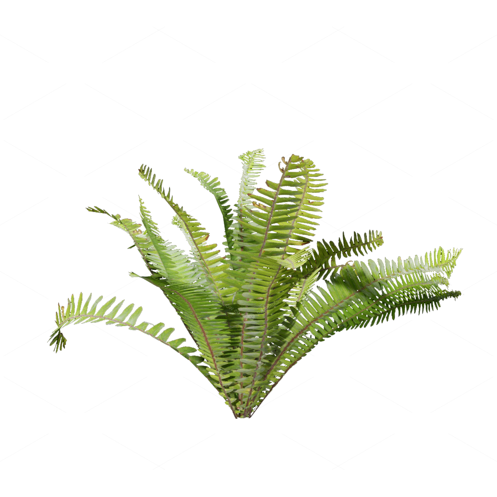 Flowers 3D Models
