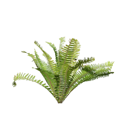 Grass Nephrolepis exaltata 01