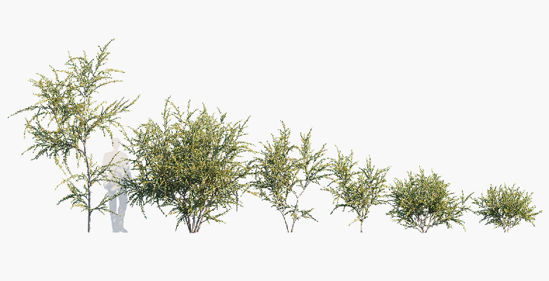 Modern Shrub