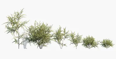 Drought Resistant Shrubs 3d model