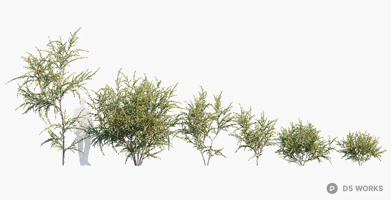 Drought Resistant Shrubs 3d model - Image 1