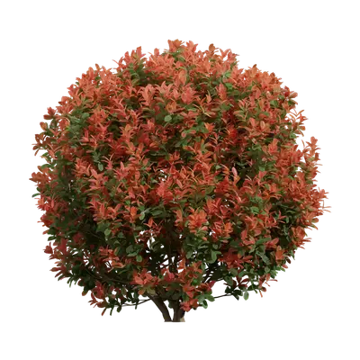 Photinia fraseri 03 3d model