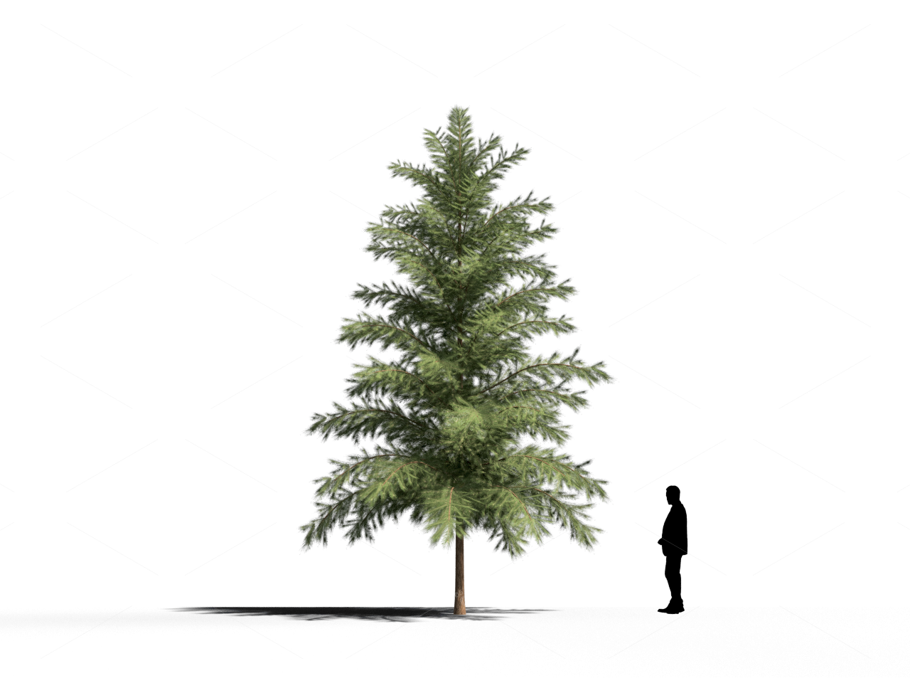 Trees 3D Models