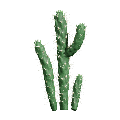 Xerophytes Austrocylindropuntia subulata 04