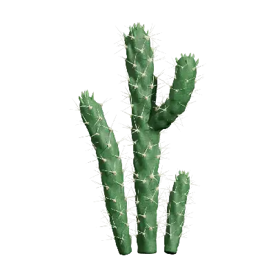 Austrocylindropuntia subulata 04